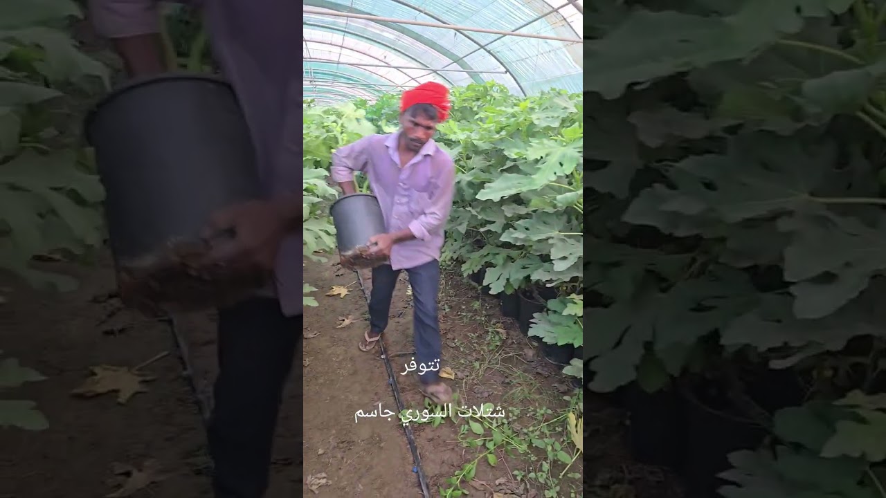 تتوفر شتلات التين منوعه  