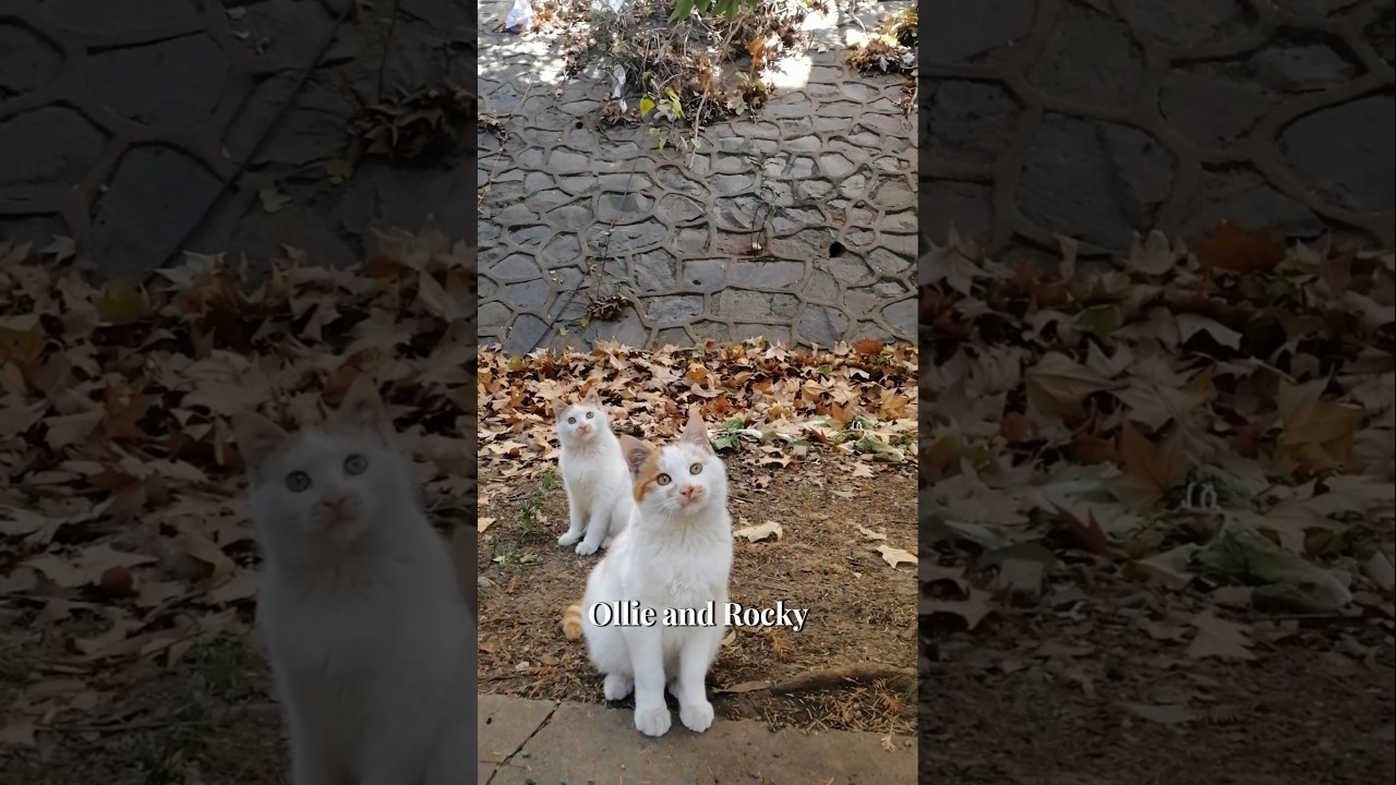 This is your sign to adopt a stray cat ✨ my experience adopting adult strays cats #adopt#cats #cute