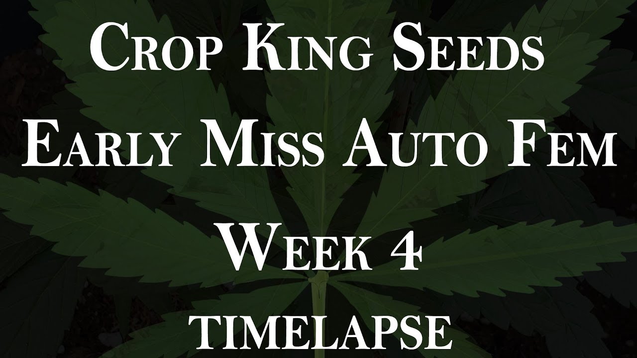 Early Miss Auto - Grow time lapse - Week 4 - 'long' version