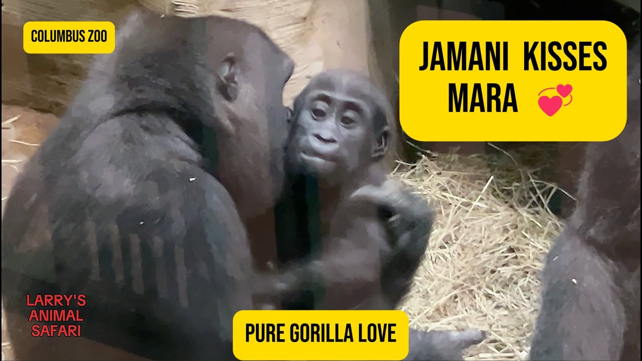 Драгоценный день Мары с мамой Сью 🥰 | Гориллы зоопарка Колумбуса