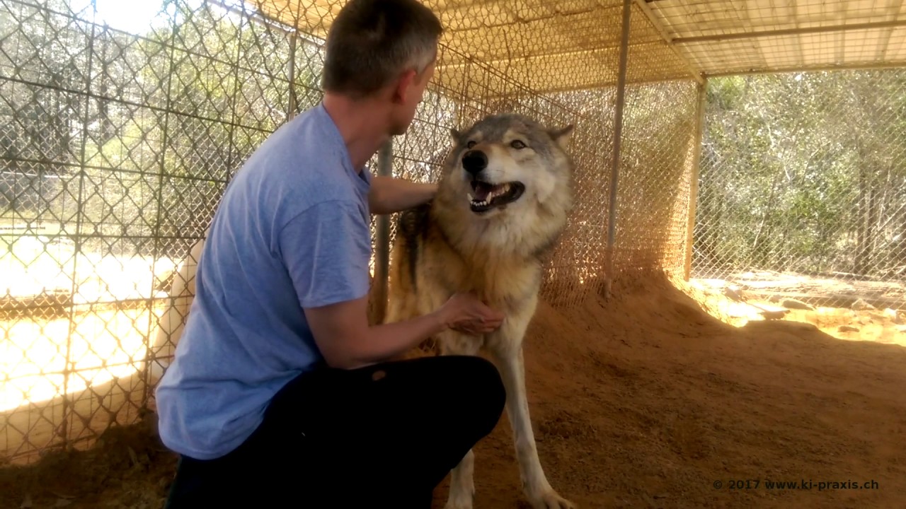 Wolf Affection