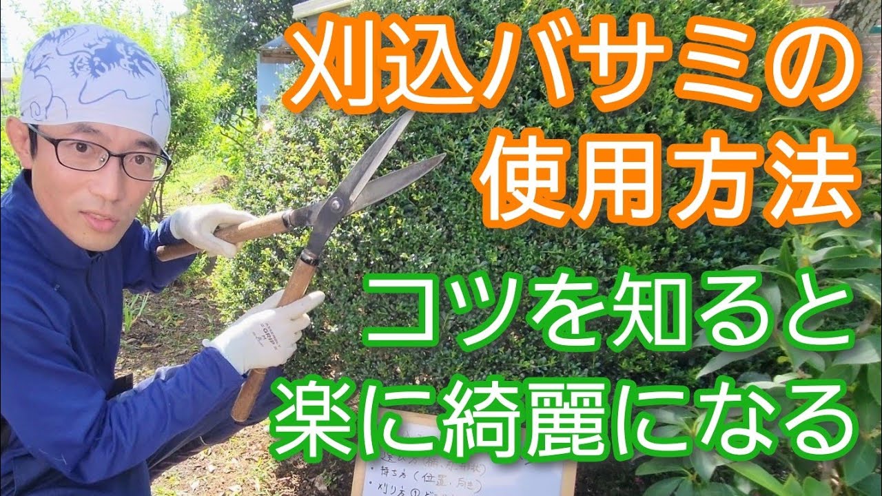 【庭木の刈り込み②】刈込バサミの使い方を基礎から実演(2023年8月)🍃✨️