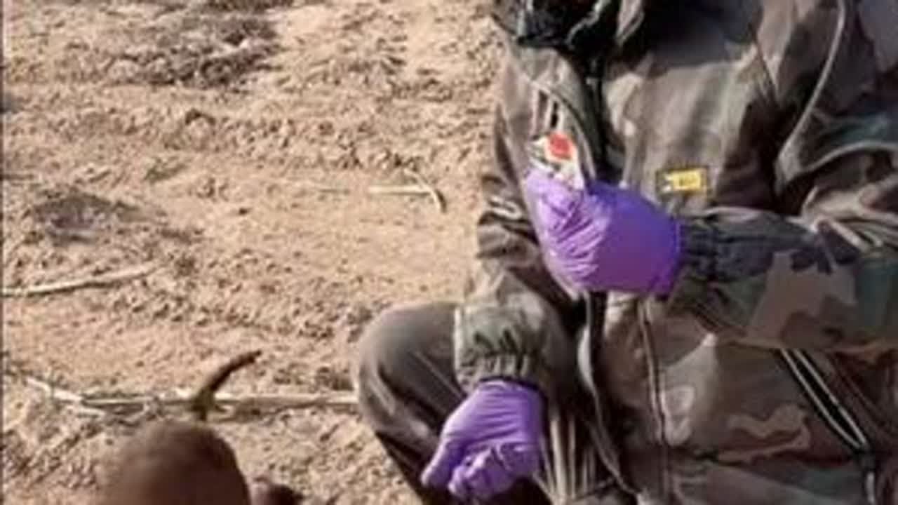 @豆包大院 豆包舅舅经常带眼睛看不见的一只耳出来玩！不幸的毛孩子幸运的遇到了豆包舅舅，有了豆包大院温暖的家！@豆包和他的流浪狗狗们 @乳山市豆包大院宠物用品店 @豆包媳妇 #流浪狗救助 #豆包大...