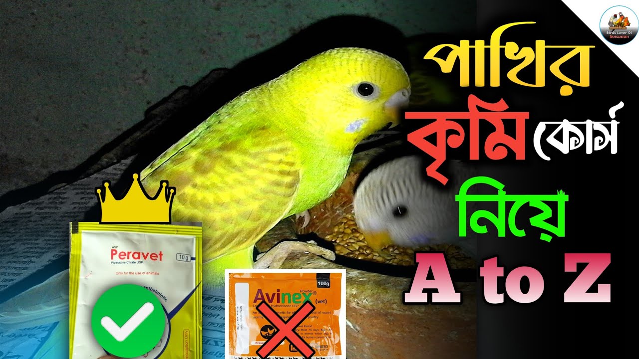 পাখির কৃমি কোর্স নিয়ে A to Z😮 || How to deworm your birds.