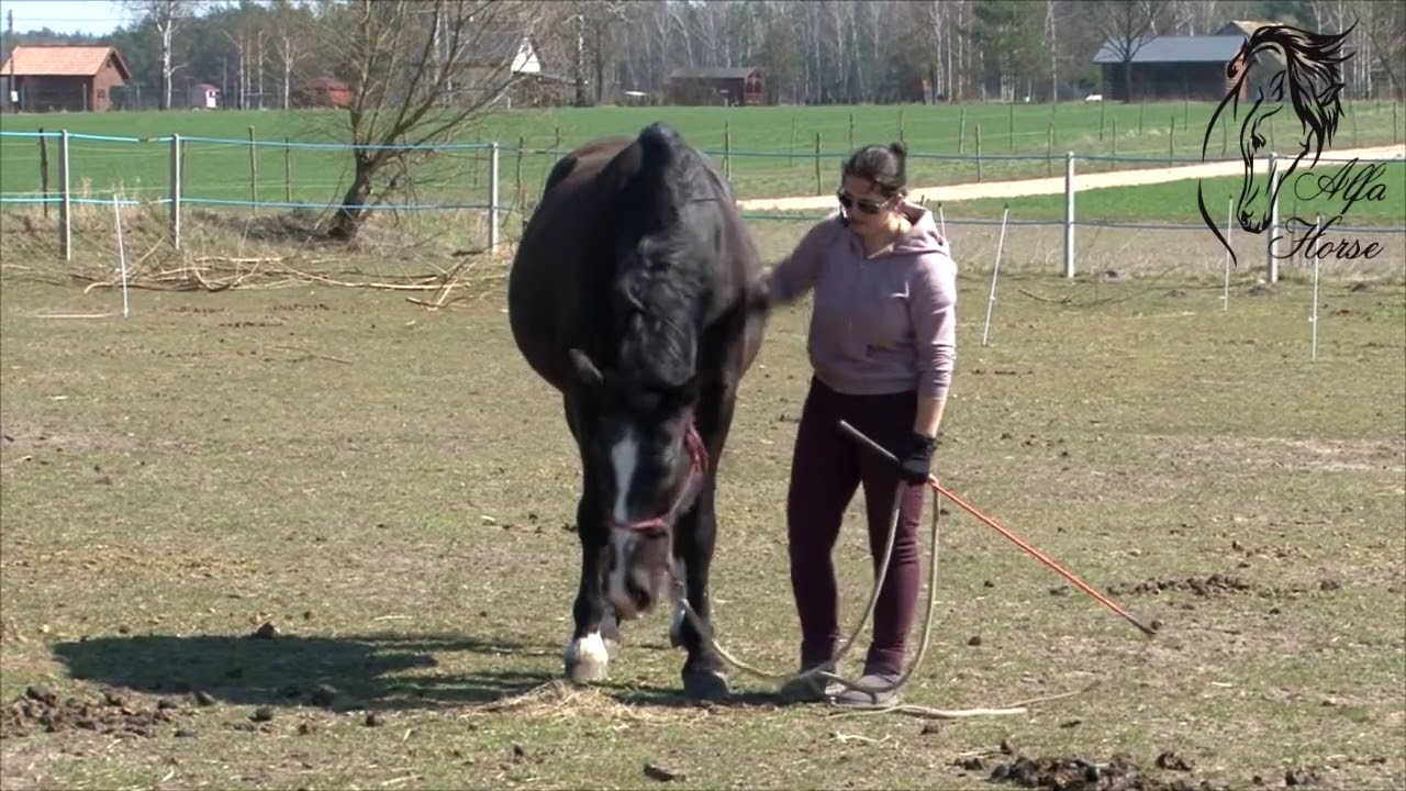Jak zapanować nad jedzeniem trawy przez konia / Trening Koni