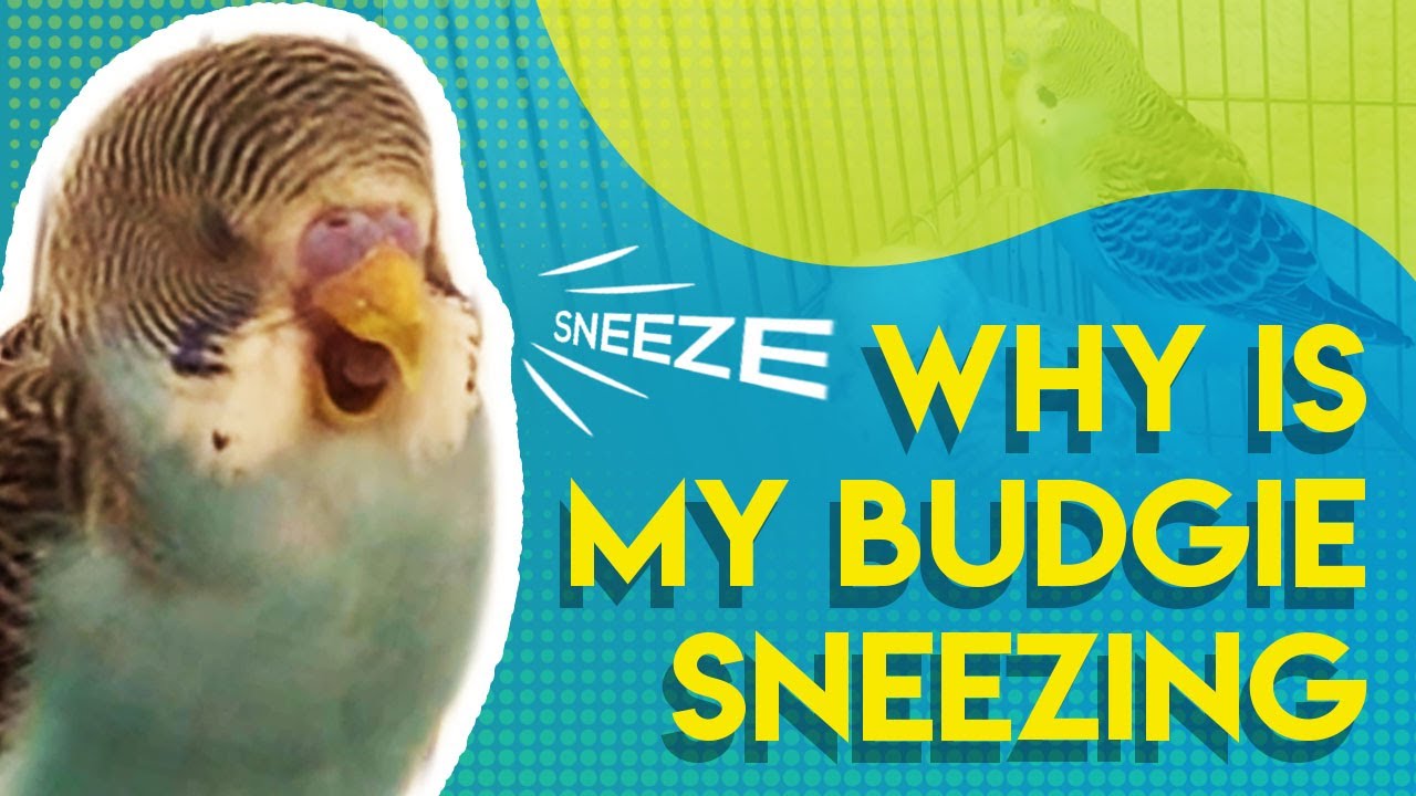Why is my Budgie Sneezing