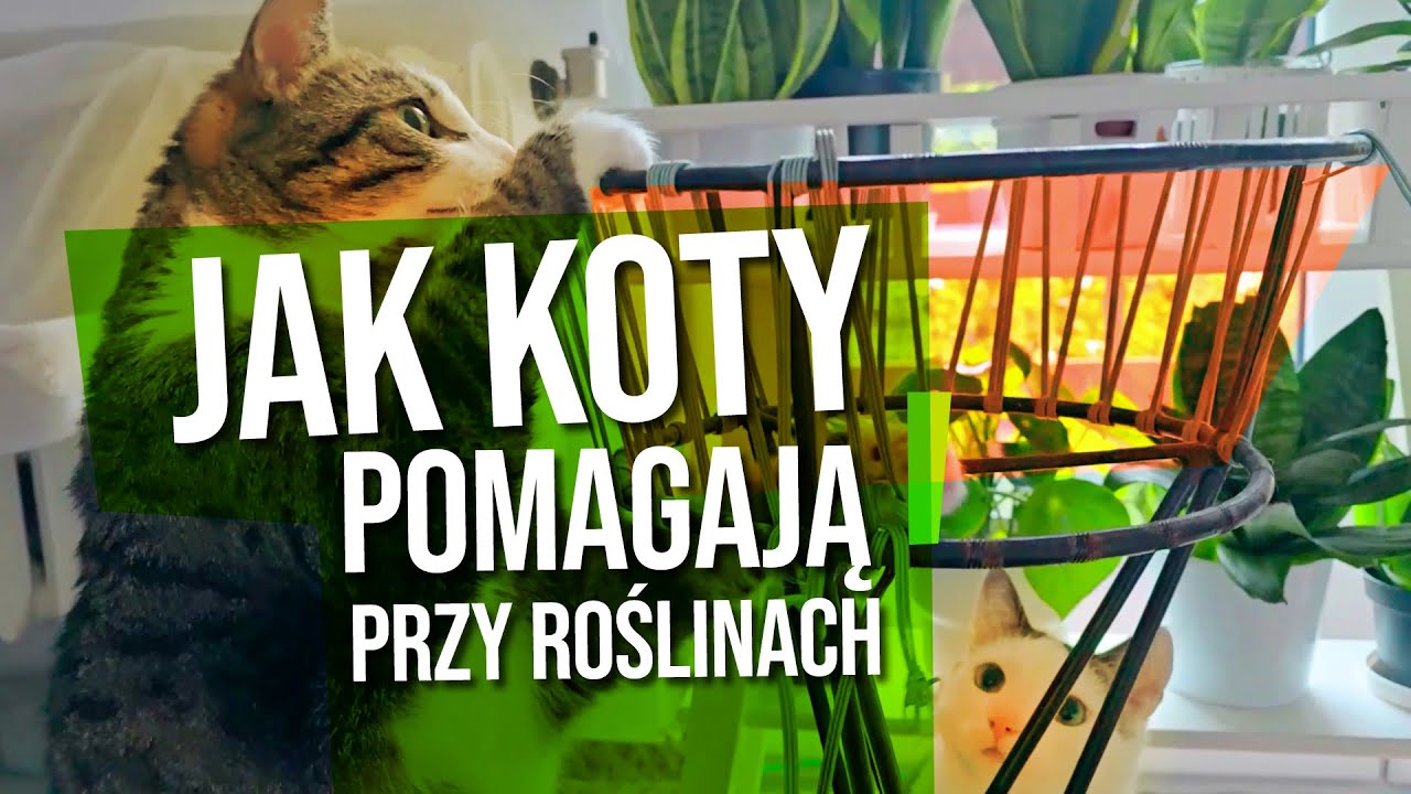 Fatsja japońska, peperomie i koty