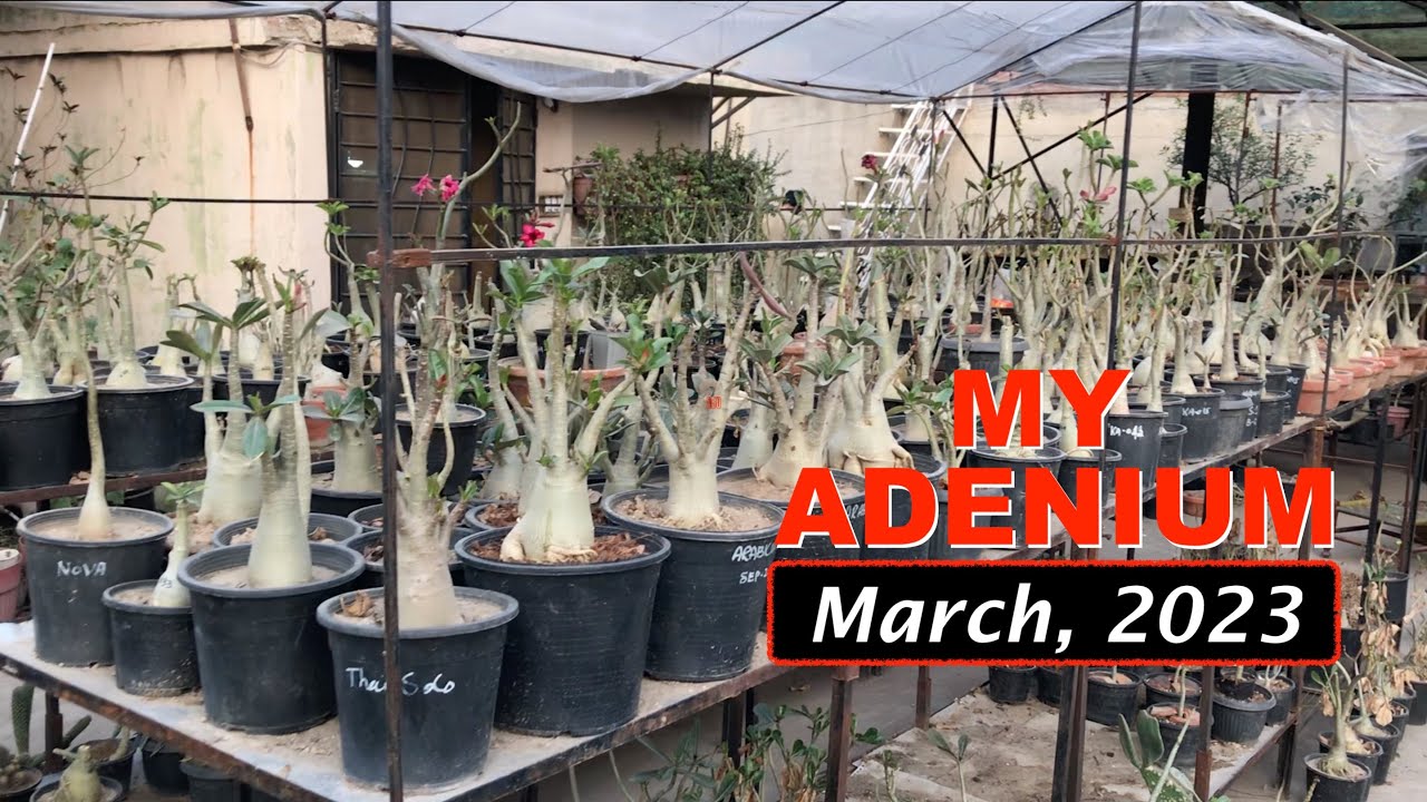 My Adenium Plants After Dormancy | March, 2023 |