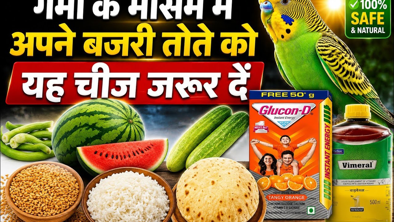 गर्मी के मौसम में अपने बजरी तोते को यह 6 चीज जरूर खिलाएं ll Lucknow Video ll Like Share Comment