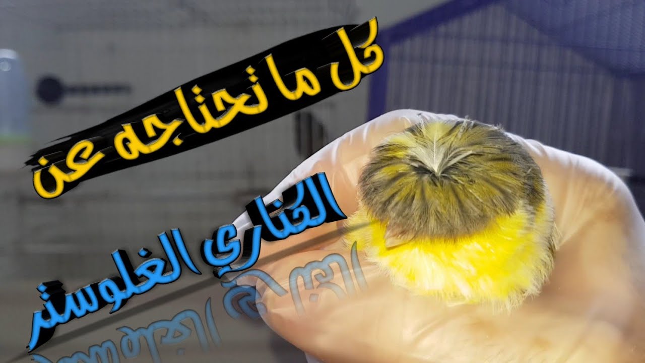 كل ما تحتاجه لتنجح في إنتاج وتربية كناري الغلوستر في خطوات بسيطة وسهلة