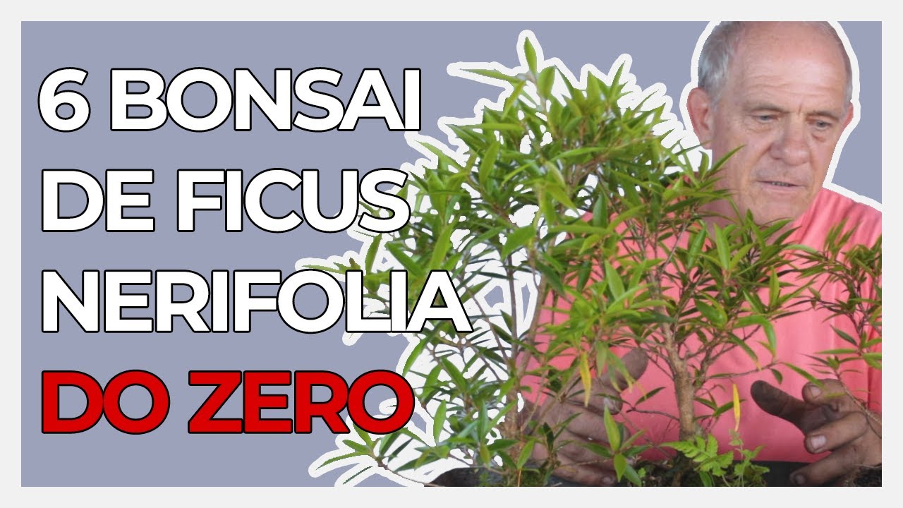 COMO FAZER BONSAI A PARTIR DE ESTACA DE FICUS NERIFOLIA