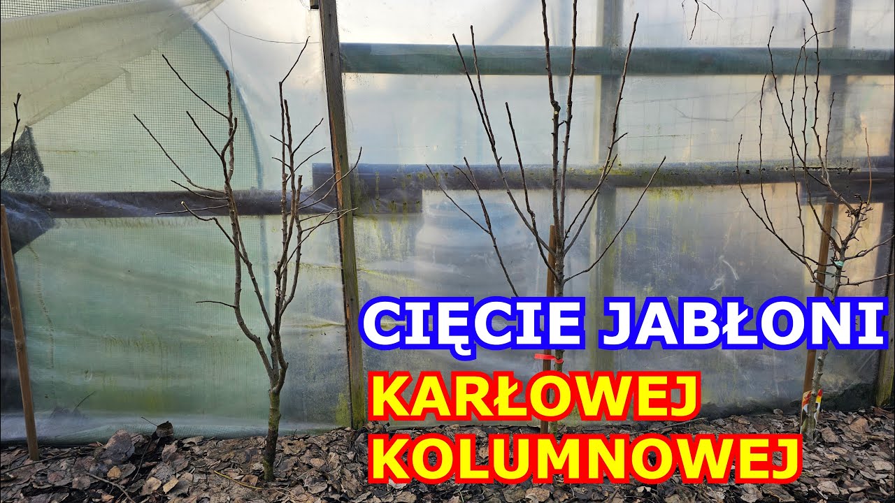 Cięcie młodej Jabłoni Karłowej i Kolumnowej - Będą niskie krzaki, nie drzewa owocowe ;)