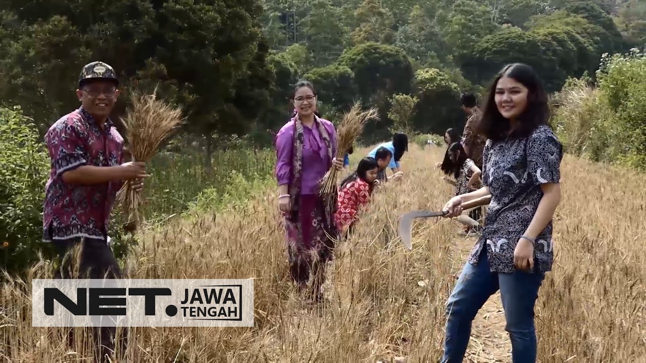 Pusat Studi Gandum UKSW Kembangkan Gandum Tropis - NET JATENG