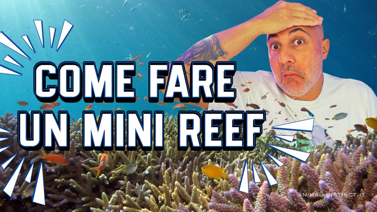 Realizzazione MINI REEF starter kit, COME SI ALLESTISCE UN MINI REEF ?