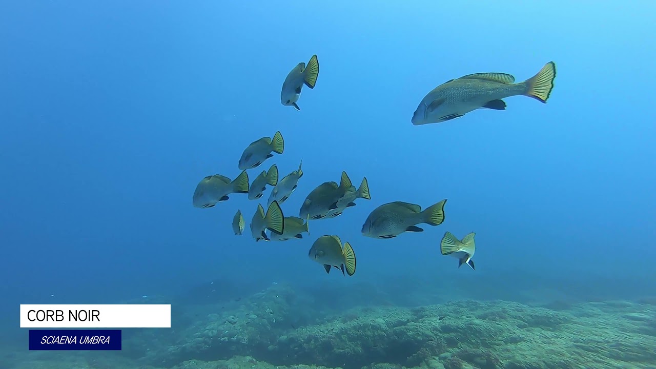 POLARIS Tutoriel Protocole Fish Visual Census