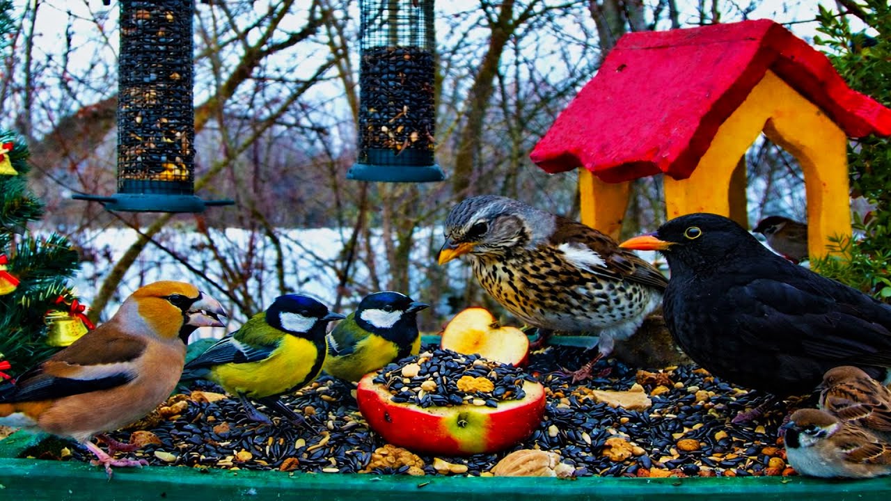 🔴 LIVE Cat TV 🐦 Bird Feeder Cam | Birds for Cats | Real Nature