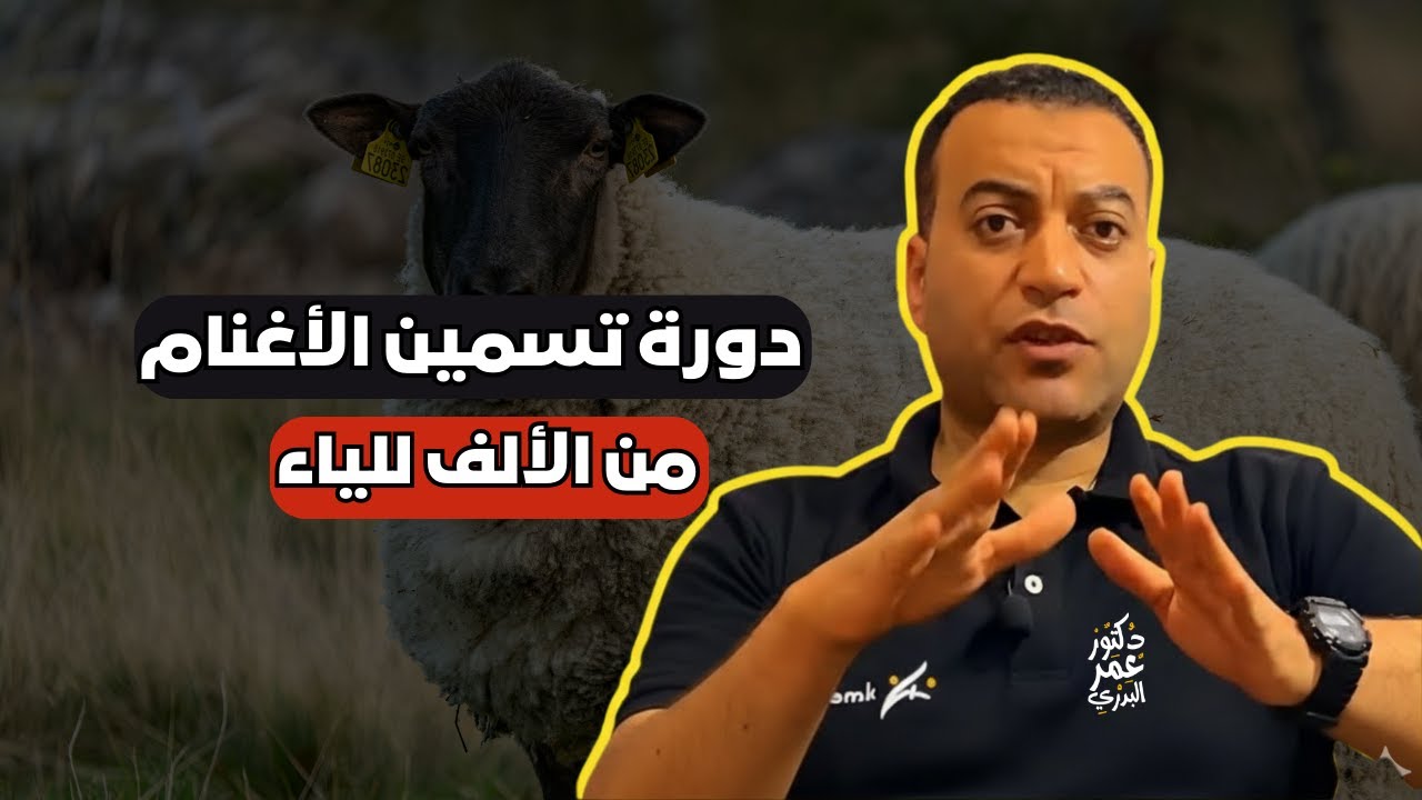 الطريقة الصحيحة لتسمين الاغنام | دراسة جدوى كاملة على 20 راس غنم