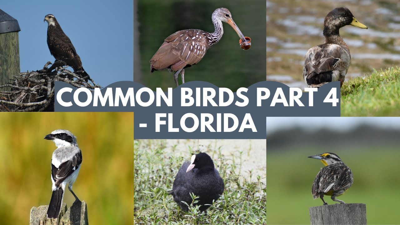 Common Birds Part 4- Florida | Identifying Backyard Birds in Florida, USA | Common Birds in Florida