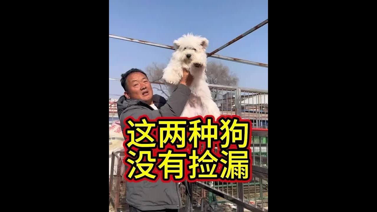 韩系比熊太会玩了！抓着不放手，这狗狗品质顶尖，没漏可捡！