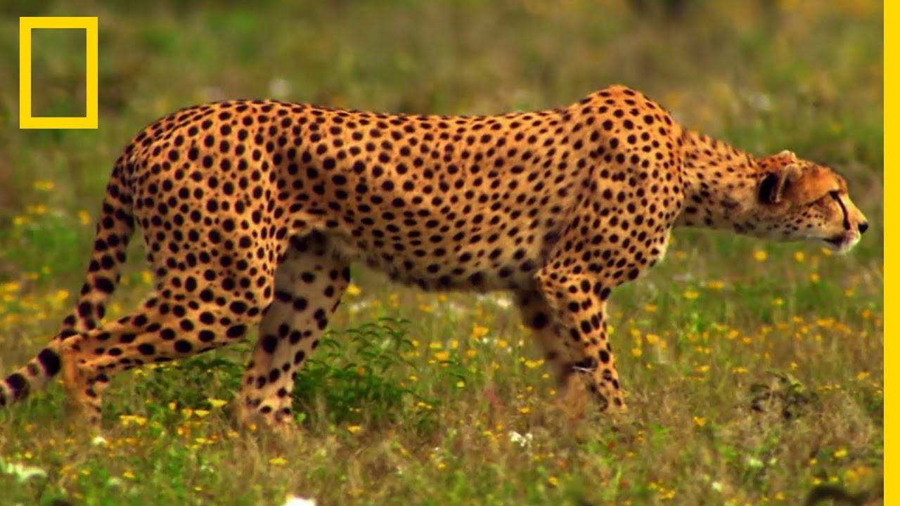 Une femelle gu&eacute;pard prend en chasse un jeune gnou