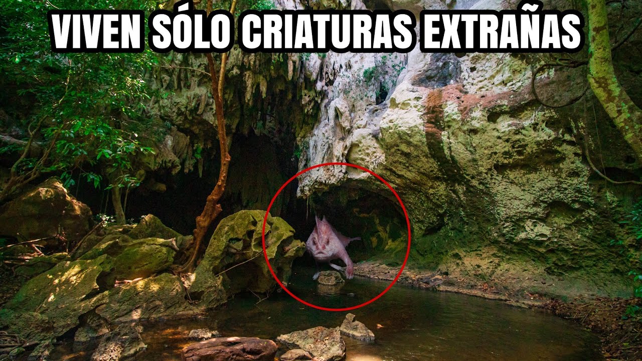 Entramos a una CUEVA SUBTERRÁNEA donde viven CRIATURAS EXTRAÑAS