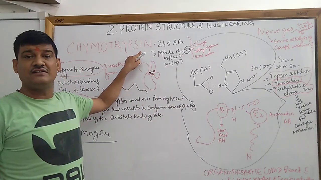 Chymotrypsin a proteolytic enzyme