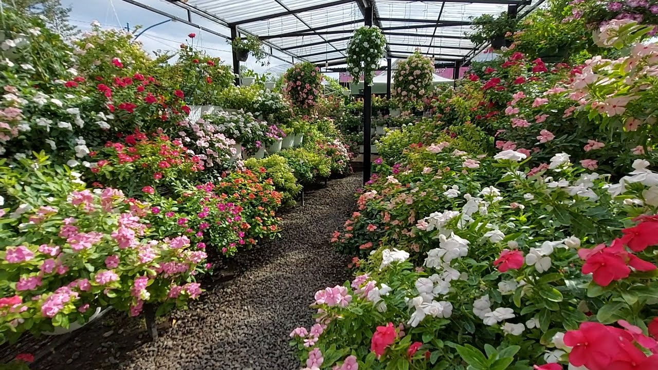 Kebun Bunga Vinca @MamaCelin| vinca full blooming