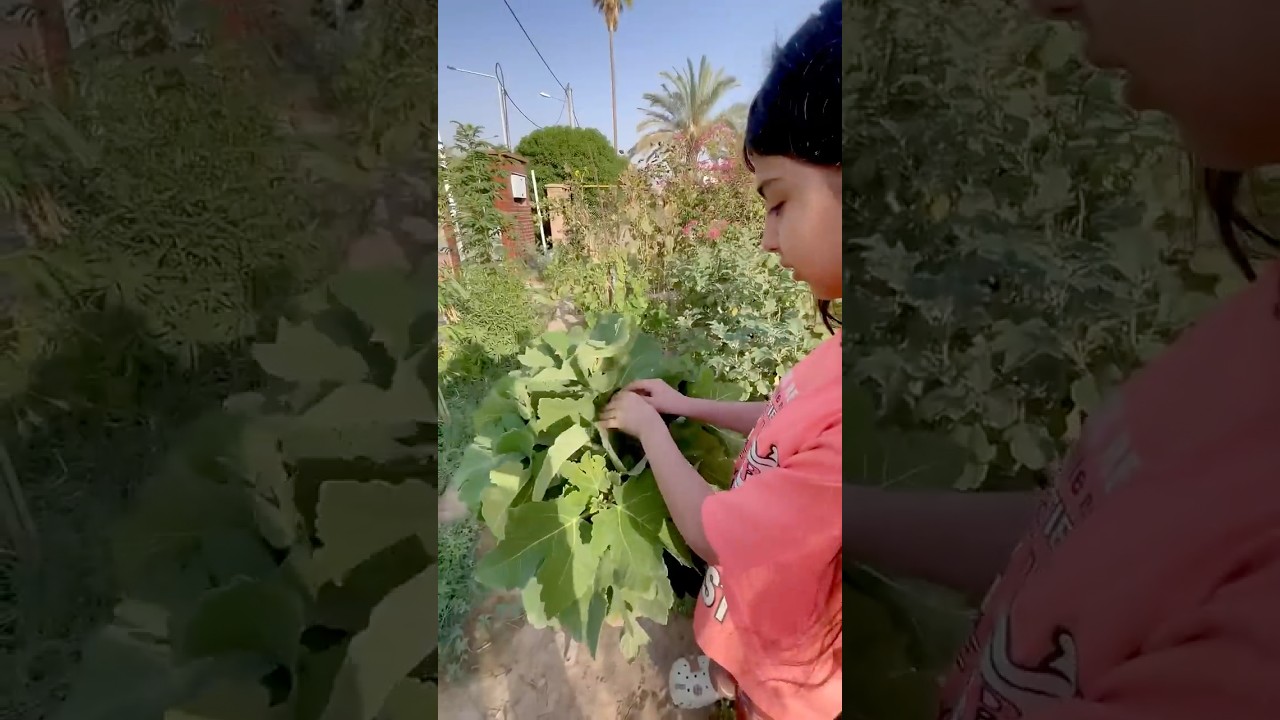How to Care for a Young Fig Tree 🌿 | Easy Organic Gardening Tips   #organicfarming