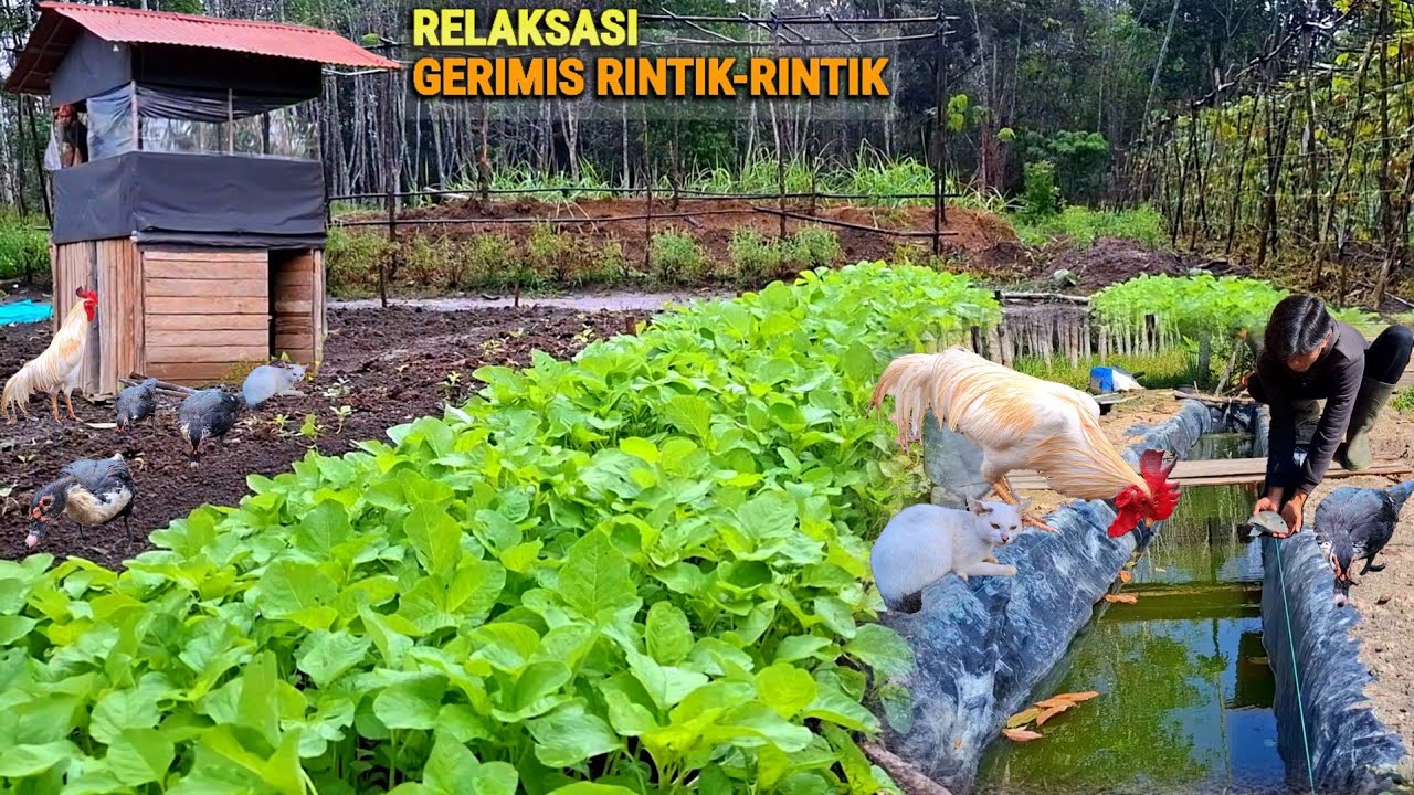 Turun hujan seharian, Ternak ikan nila, siapkan lahan tanam, hidup di hutan berkebun & ternak CR-109