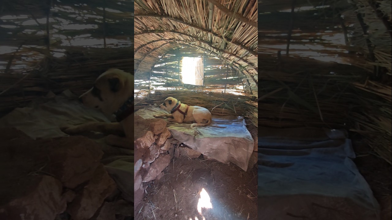 Primitive Reed Shelter with Fireplace | Bushcraft Survival ASMR with Dog | Snow & Nature Sounds