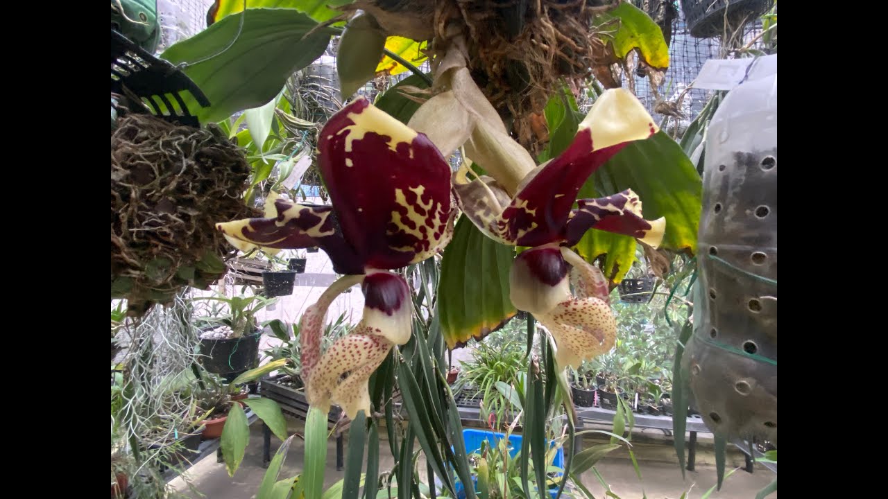 Buscando la sostenibilidad en el cultivo de orquídeas