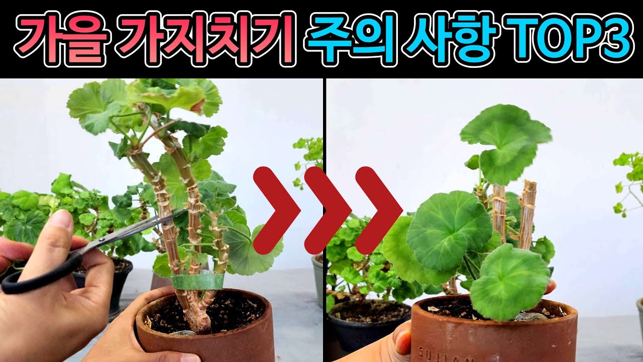 [4K] 제라늄 가을 가지치기 주의사항 꼭 지켜주세요!!! #제라늄 #pelargonium #가지치기