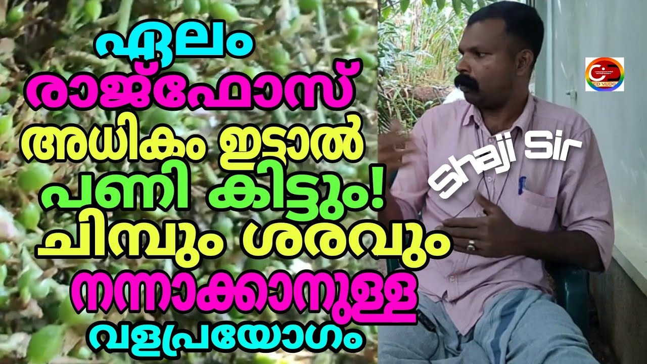 ഏലം /പുതു തലമുറ ചിമ്പുകൾ ച രങ്ങൾ ഇപ്പോൾ ചെയ്യേണ്ടത് ഇതാണ്/ രാജ് ഫോസ് അധികമായാൽ പണി കിട്ടും/#cdvlog