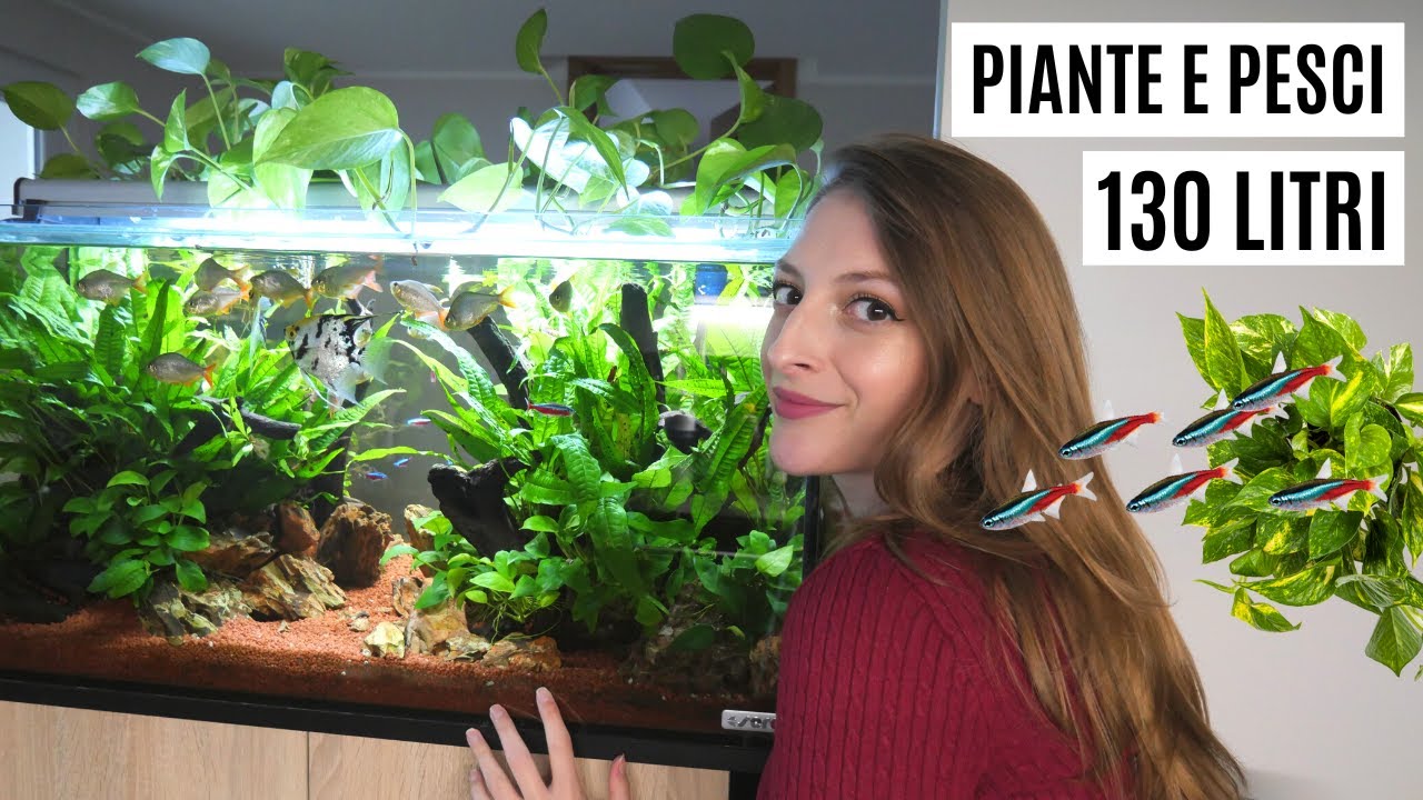 Che PESCI e PIANTE ho nel mio ACQUARIO DA 130 litri? 🌿🐠