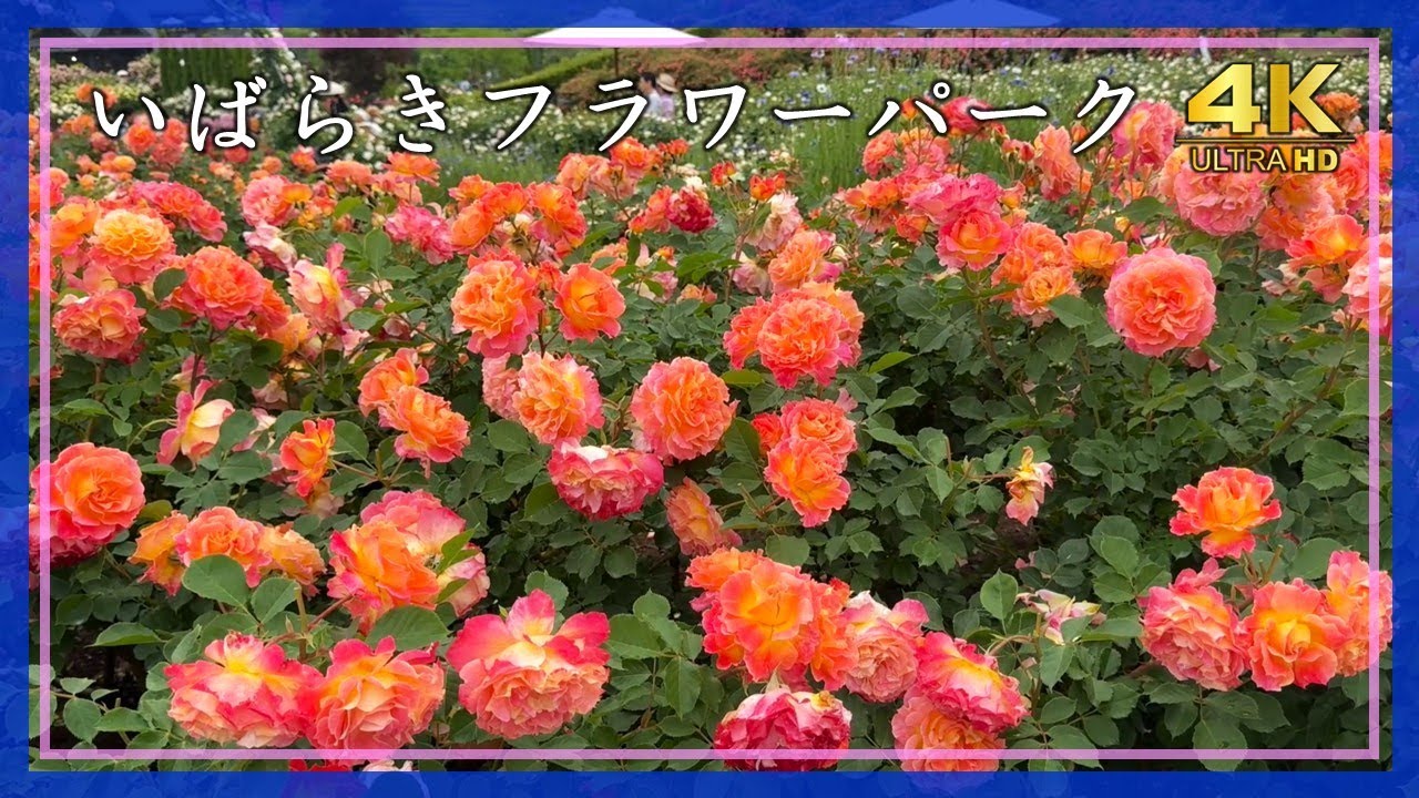 2025年5月18日 いばらきフラワーパーク（茨城県石岡市）🌹春バラ見頃・最新品種も続々登場する園内を歩く【4K】