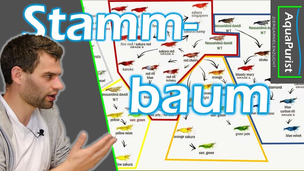 Neocaridina Stammbaum und Farbkunde: Welcher Stamm hat sich wie entwickelt?