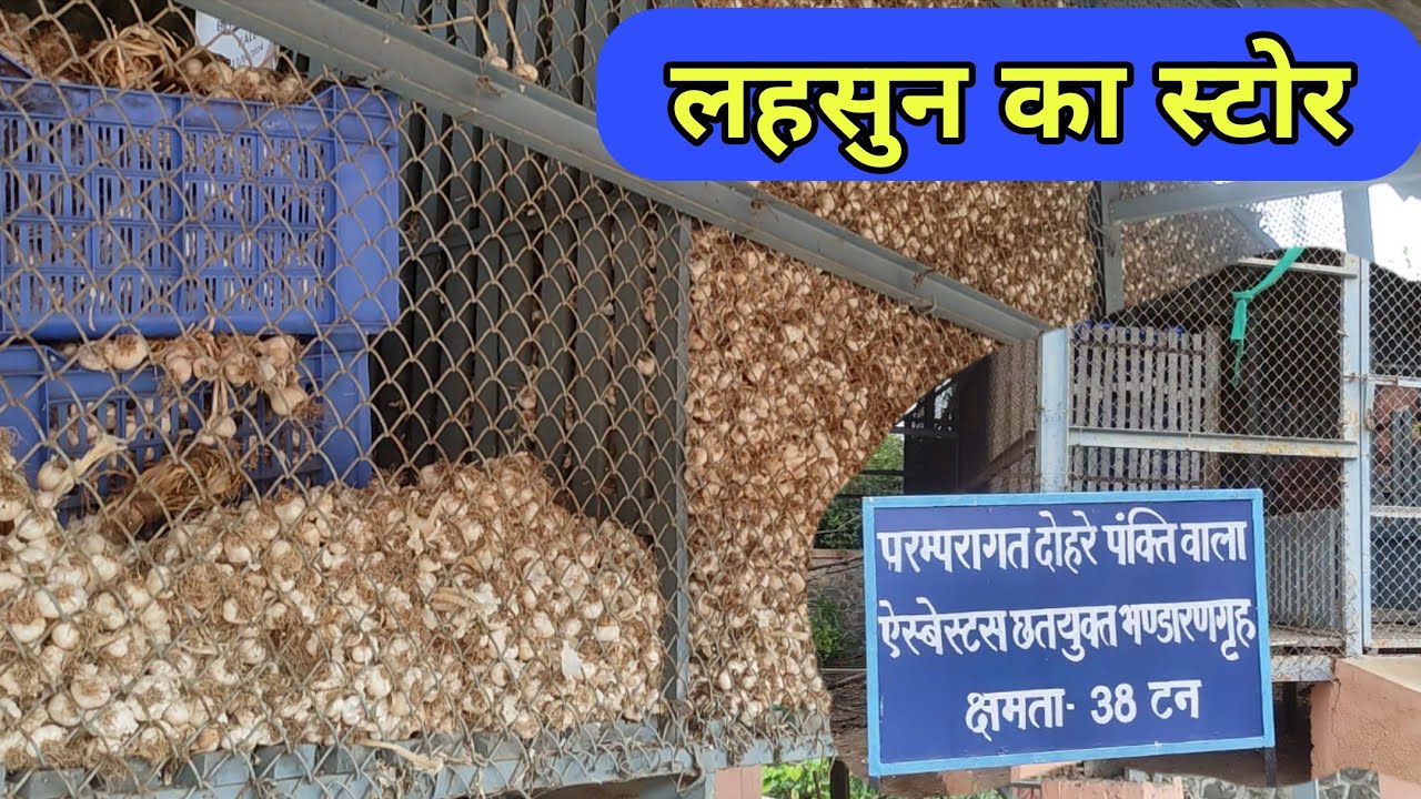 लहसुन का स्टोर कैसे करे |  Garlic Storage | लहसुन और प्याज़ के बीज स्टोर| onion storage system