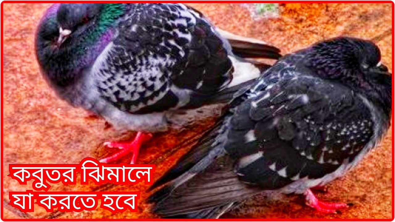 কবুতর ঝিমালে কি করতে হবে || What To Do When The Pigeon Is Sleeping || Pigeon Video || Pigeon Tips