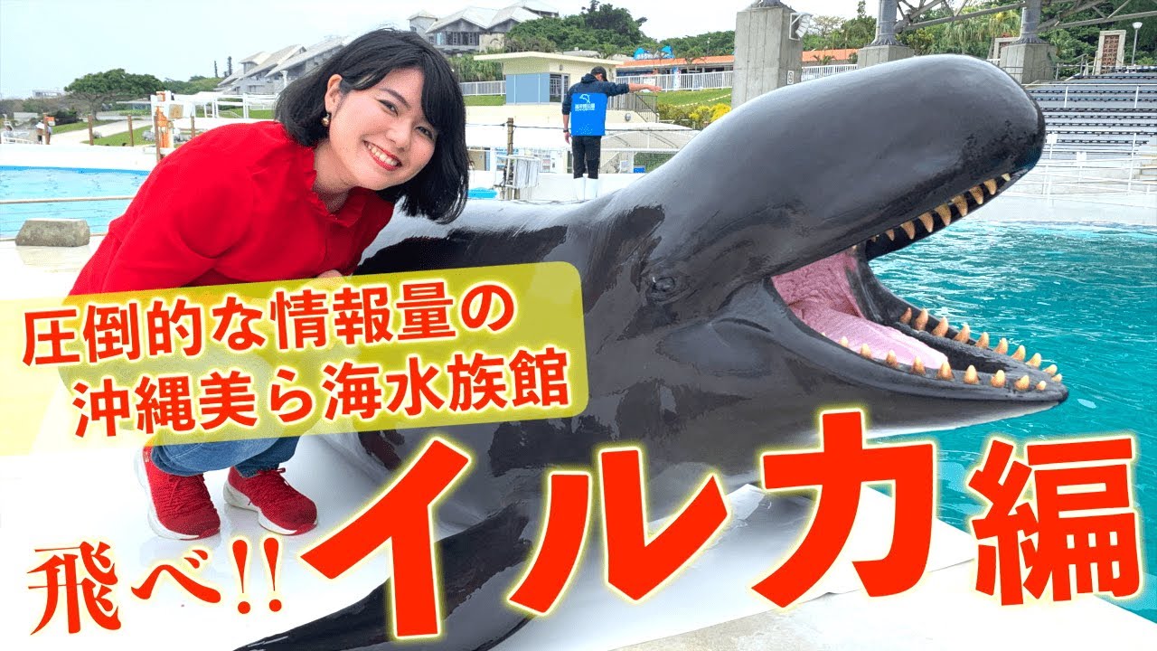 【沖縄美ら海水族館②】大迫力！沖縄美ら海水族館でイルカの飼育に密着！オキゴンドウの大ジャンプを至近距離で撮影しました！〈PR〉【沖縄観光/本部】