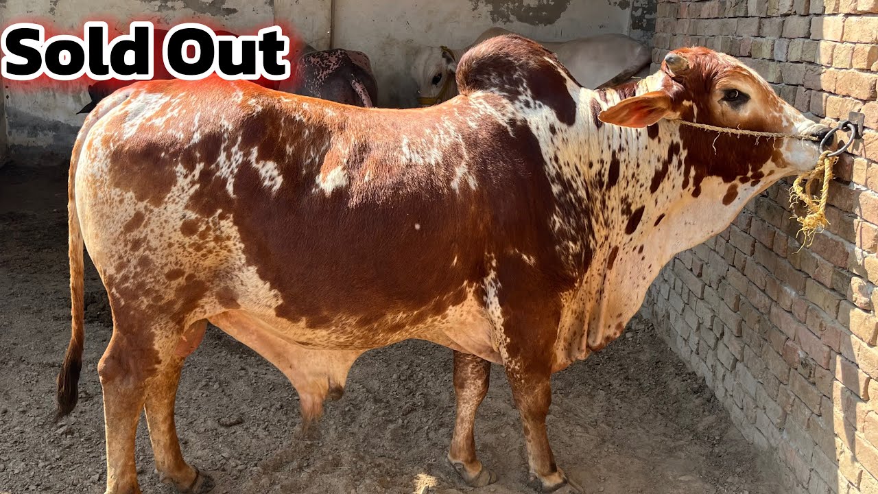 Sold Out! Qurbani Lover Ne Hamara Bachra Le Liya 🐂❤️