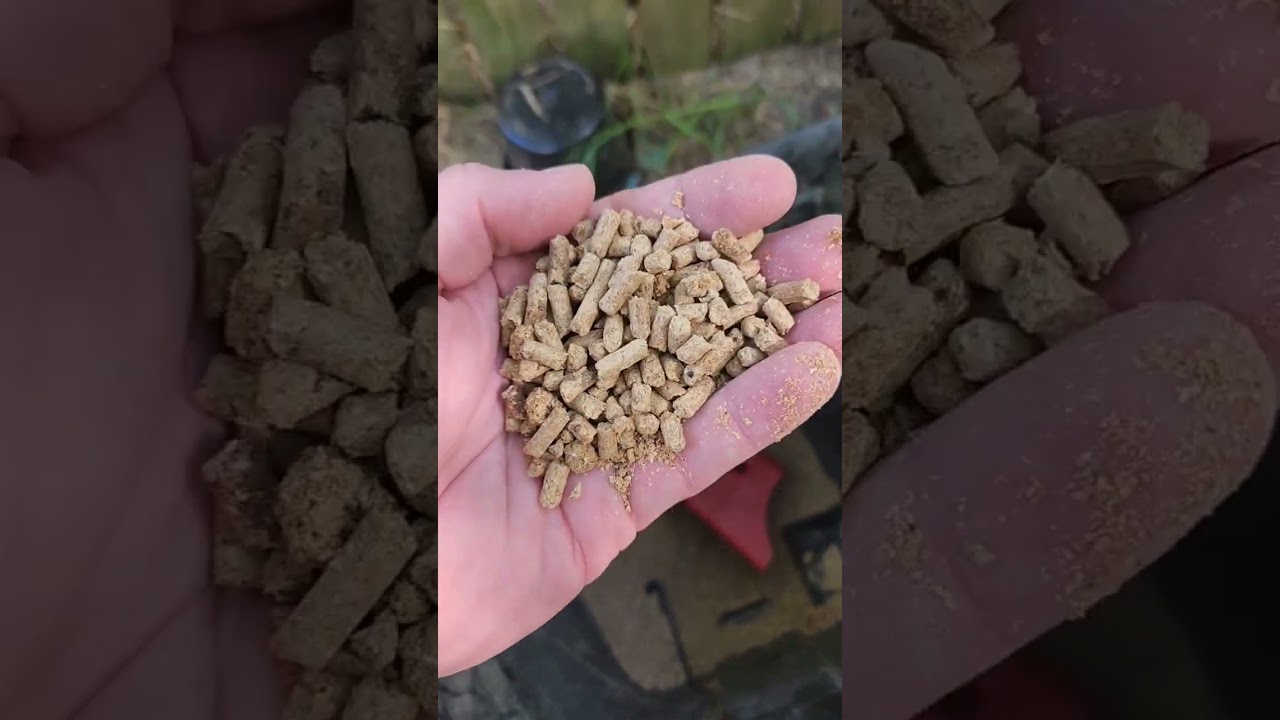What to feed goats? #farmanimals