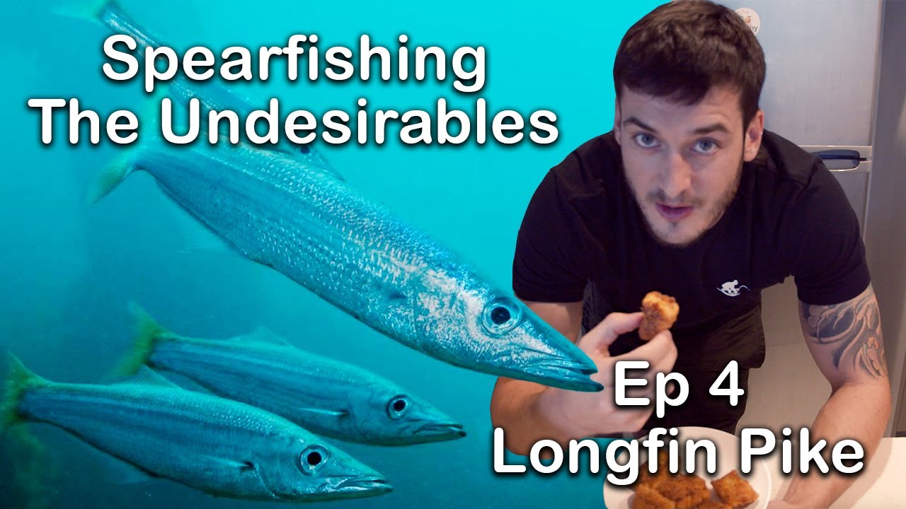 Spearfishing The Undesirables Ep 4 Longfin Pike Crumbed Fish