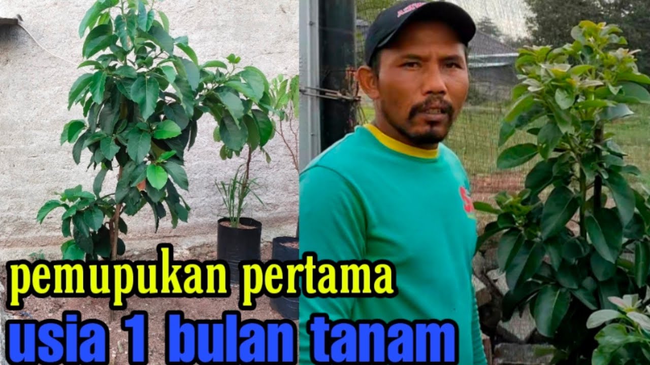 Pemupukan Pertama Alpukat Setelah 1 Bulan tanam Bibit 1 Meter
