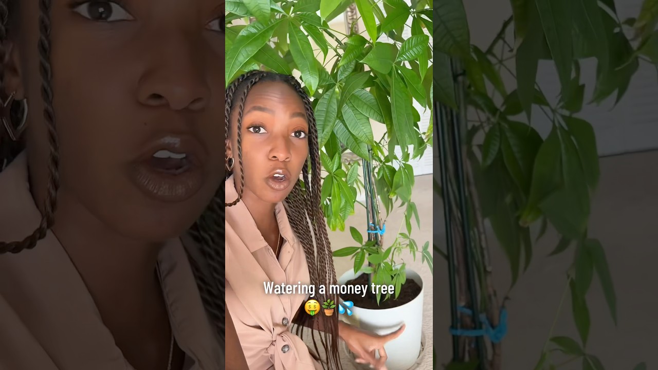Money tree watering tips 🤑🪴💦 