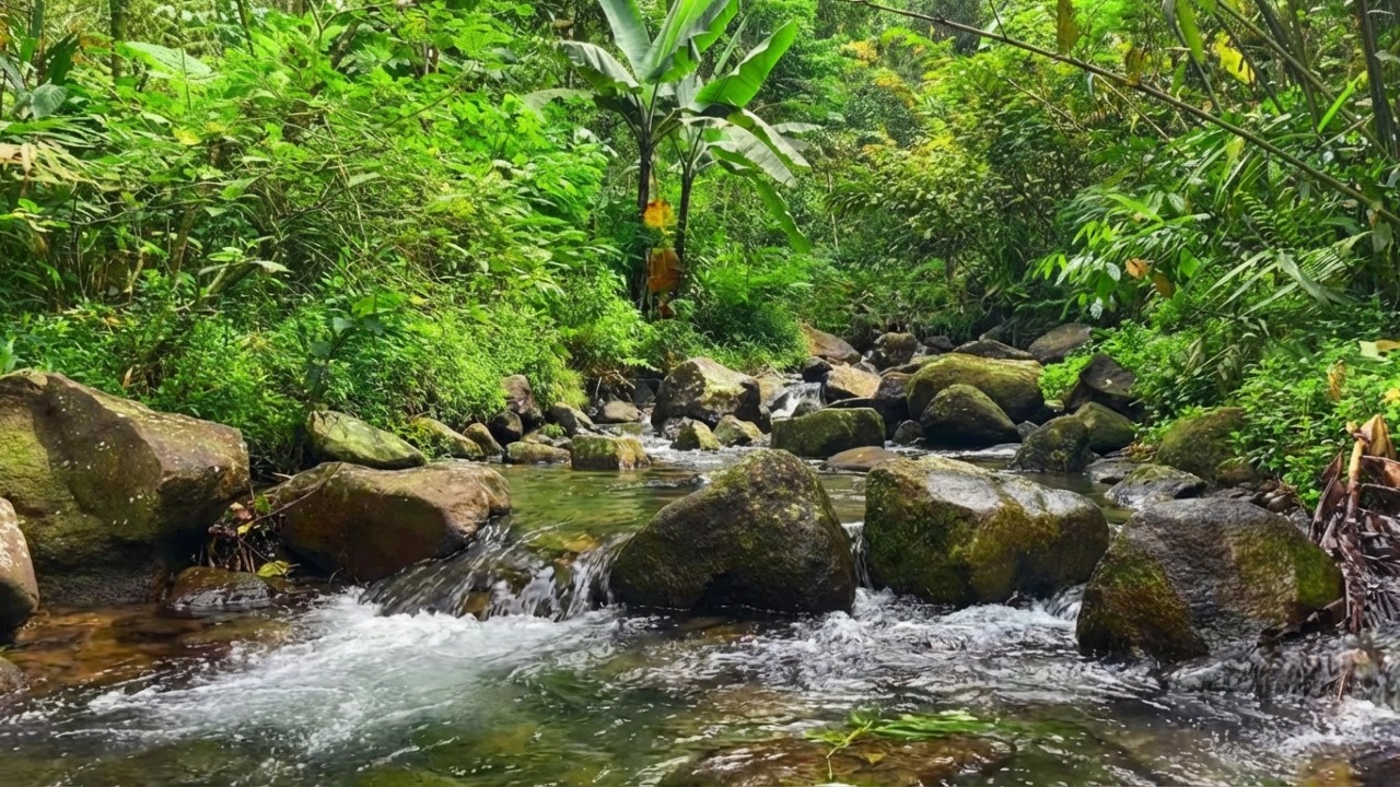 Can’t Relax Tonight? Peaceful River Stream in a Moonlit Forest for Instant Calm 🌙🌲