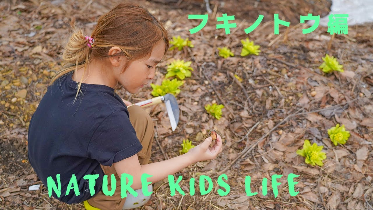 【アンスクーリングキッズの日常】子供と山菜採り・ふきのとう編