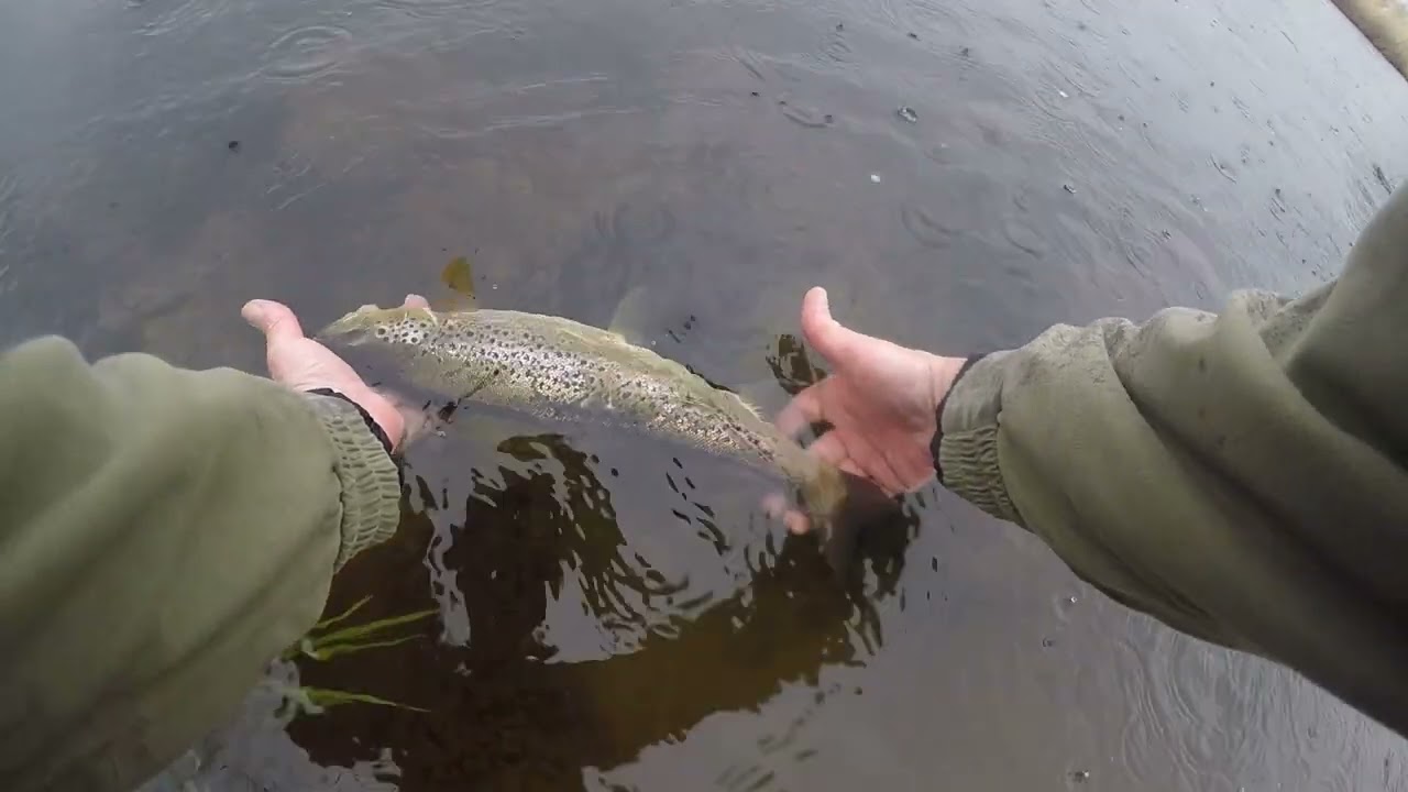 Trout from river Whiteadder early season