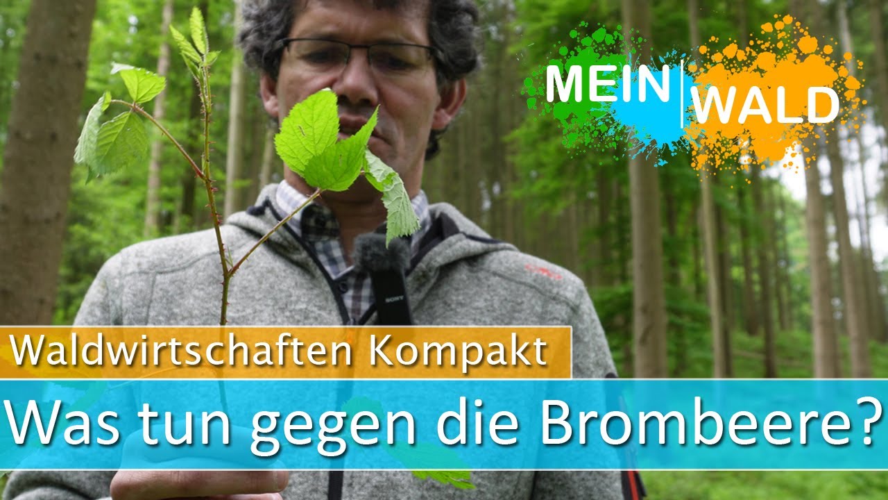 🌿🍇 Die Brombeere in der Forstwirtschaft - Warum ist sie eine Plage?