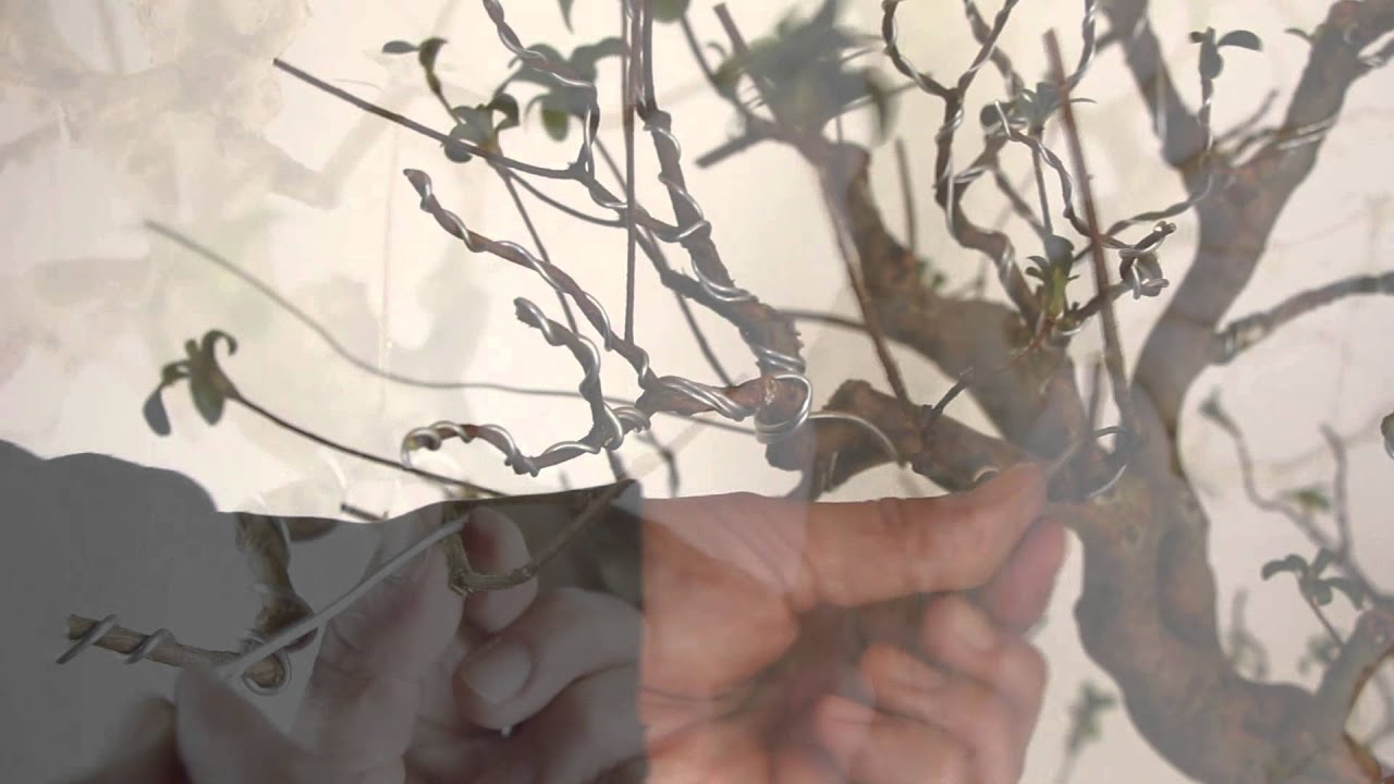 Wiring Satsuki Azalea Bonsai　皐月盆栽 針金掛け