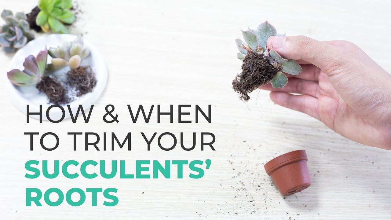 CARE TIPS | HOW AND WHEN TO TRIM YOUR SUCCULENT ROOTS